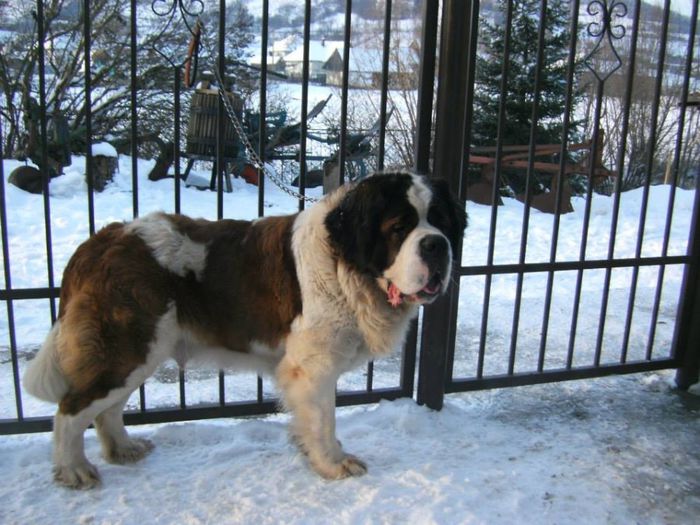 1625733_582327755175828_425769545_n - saint bernard