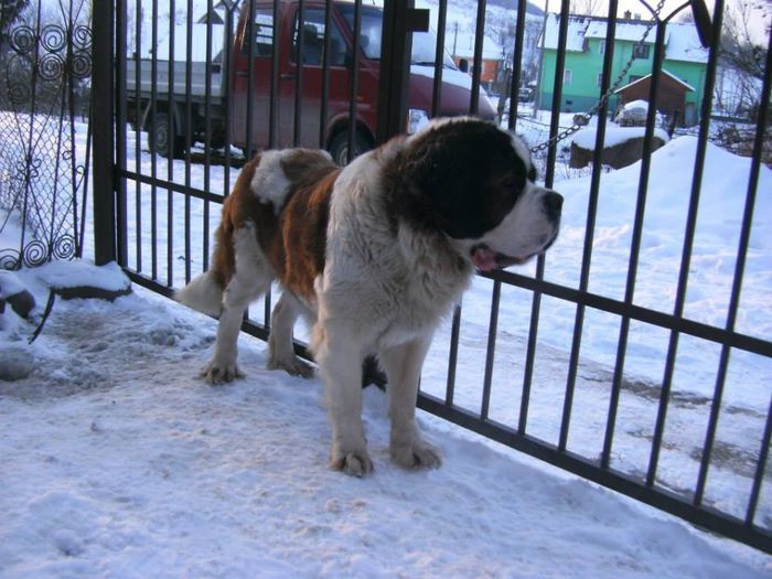 1797377_582327781842492_2043602695_n - saint bernard