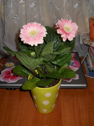 gerbera..de la sot... - 1 Martie 2014