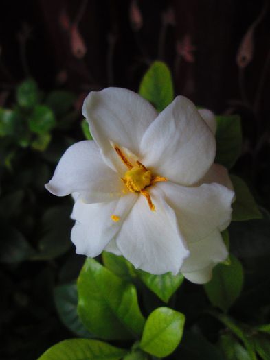 IMG_5982 - gardenia 2014