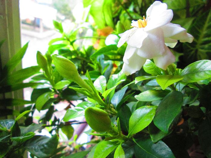 IMG_5983 - gardenia 2014