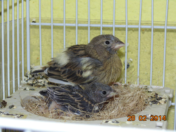 DSC00155 - Canari