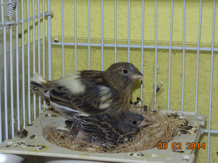 DSC00156 - Canari