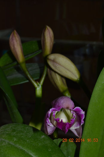 7 - Cattleya-Epicattleya-Laelia