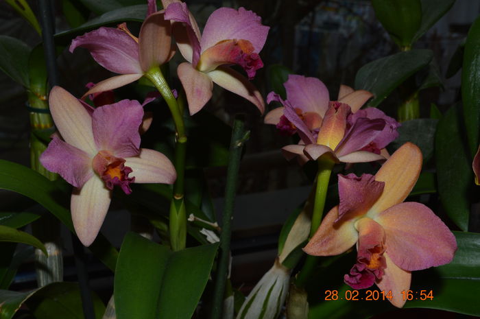 8 - Cattleya-Epicattleya-Laelia