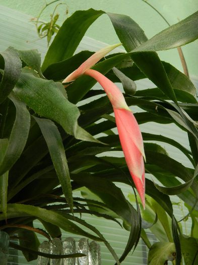 DSCN2681 bilbergia - FEBRUARIE 2014