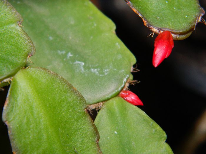 DSCN2694 schlumbergera