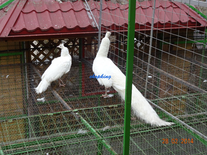 DSC07547