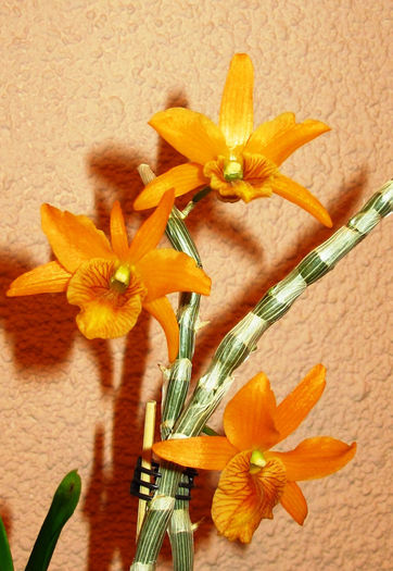 Dendrobium Firebird Stardust