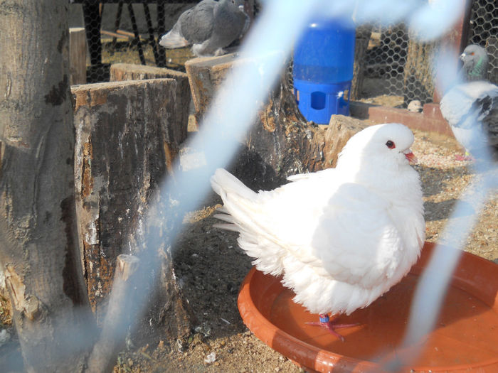 DSCN5264 - 2 Porumbeii King