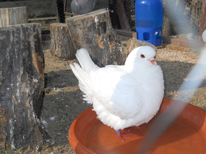 DSCN5265 - 2 Porumbeii King