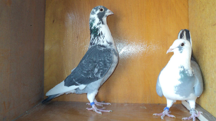 DSC03656
