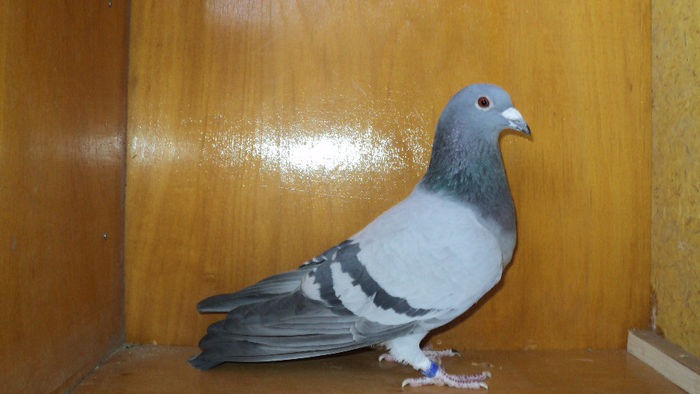 2*regensburg 898km in 2013