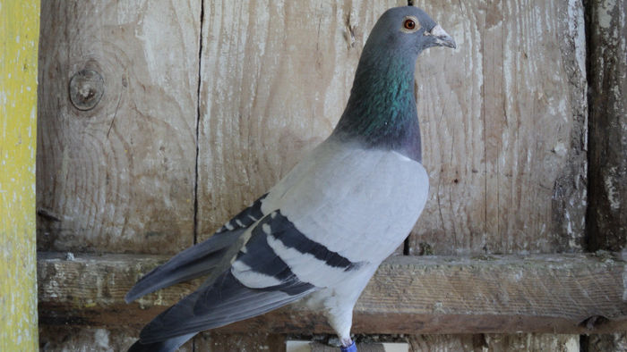 ; zburat straubing 872km la un an
