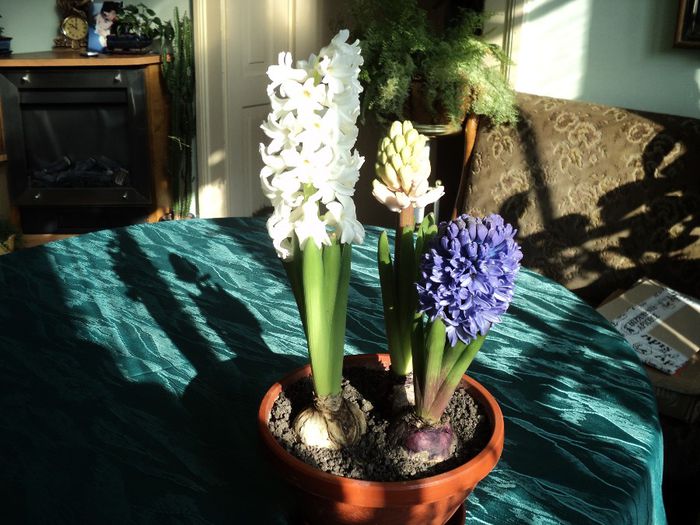 poze 2014 033 ce miresmeee...