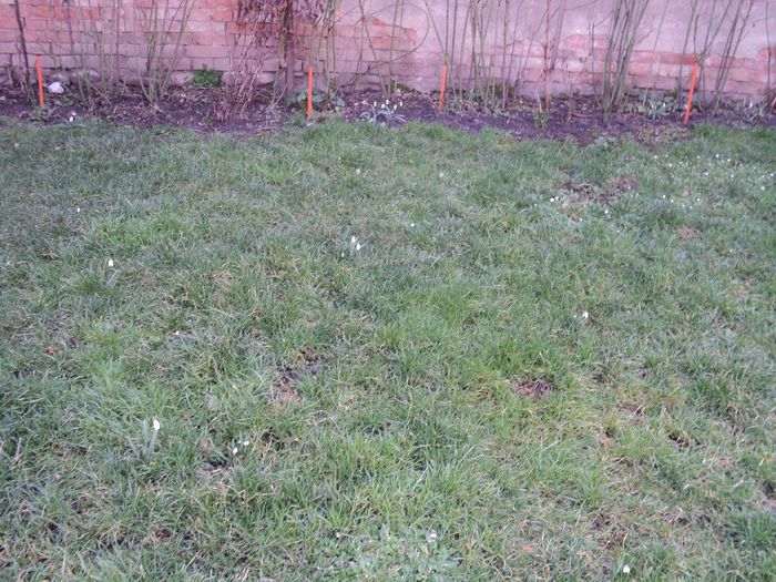 poze 2014 035 ghiocei in gazon