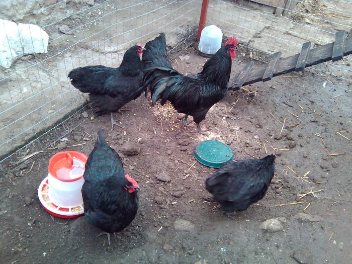 pasiune 014 - Australorp negru