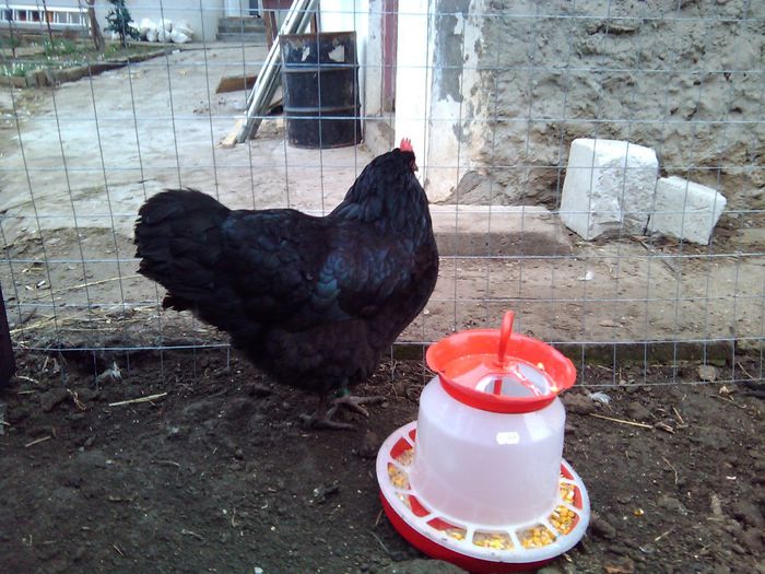 pasiune 016 - Australorp negru