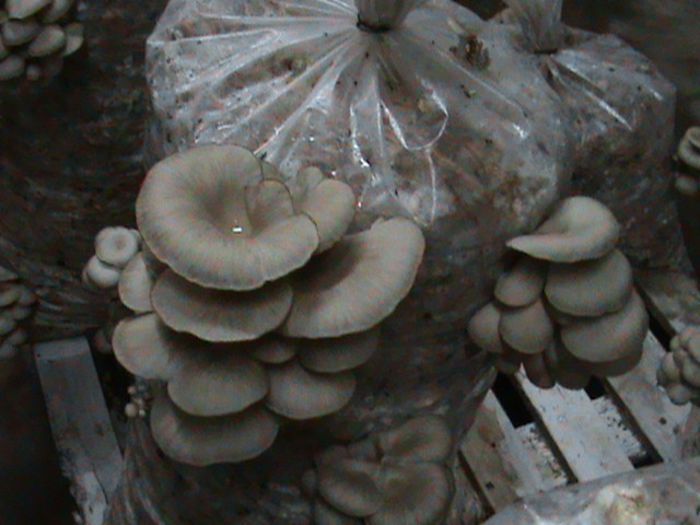 28.02.2014 - CIUPERCI PLEUROTUS