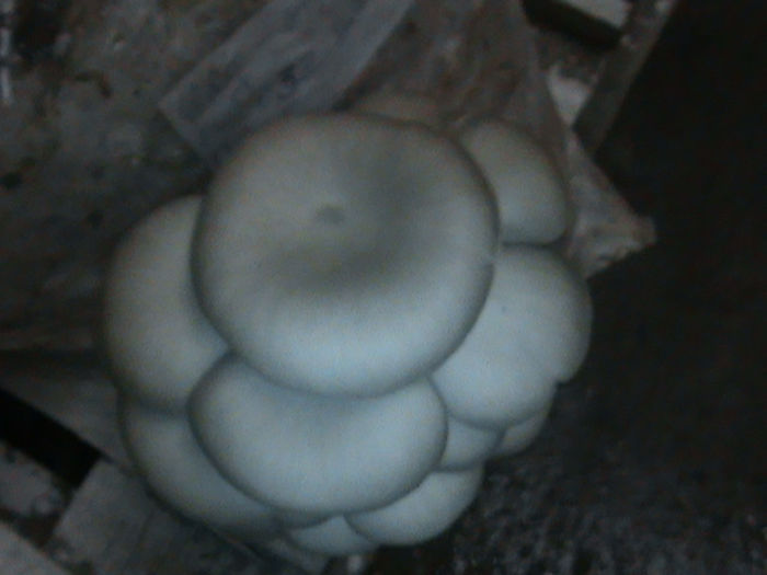 28.02.2014 - CIUPERCI PLEUROTUS