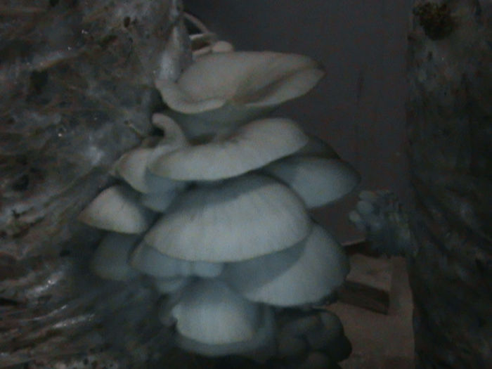 28.02.2014 - CIUPERCI PLEUROTUS