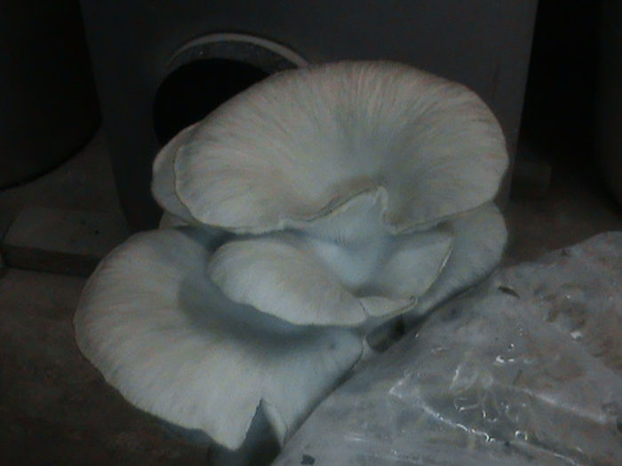 28.02.2014 - CIUPERCI PLEUROTUS