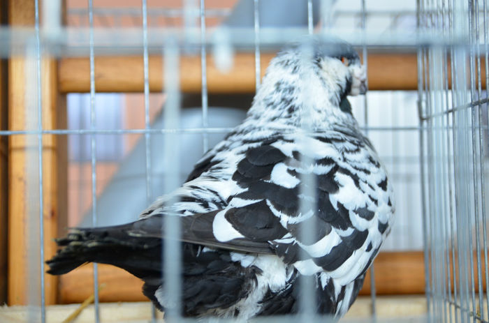 DSC_7622 - 1 EXPOZITIA HOBBY CENTRUM RASNOV BRASOV 2014