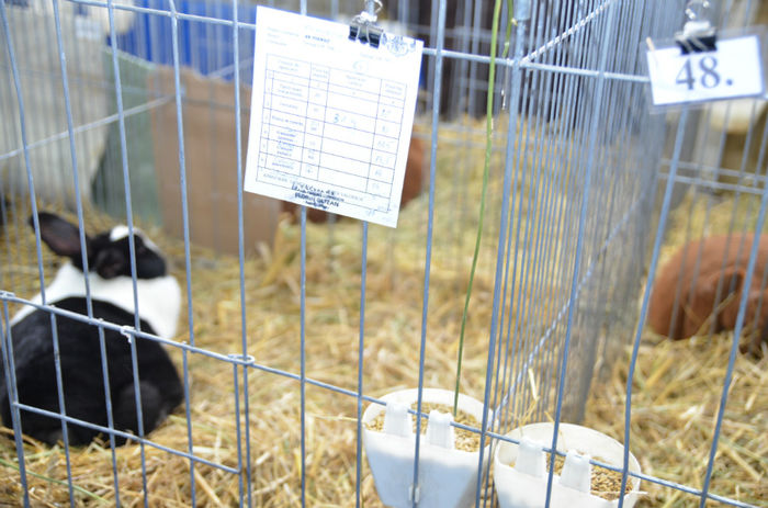 DSC_7688 - 1 EXPOZITIA HOBBY CENTRUM RASNOV BRASOV 2014