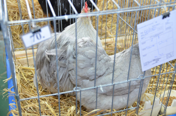 DSC_7697 - 1 EXPOZITIA HOBBY CENTRUM RASNOV BRASOV 2014