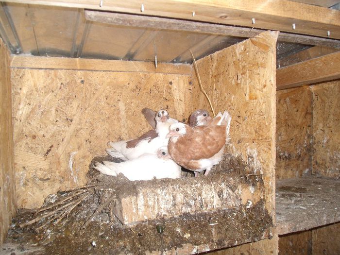 kreskuti de o singura pereke - jucatori moriscari si cazatori