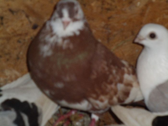 GEDC0044 - jucatori moriscari si cazatori