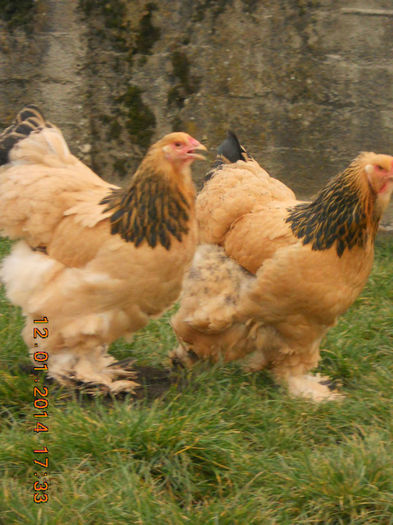 http:mariusvinga.sunphoto.ro