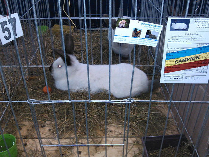 mascul californian himalaian - Expo Iasi 2014