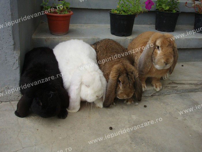 10841859_HXPHSUXAM - IEPURI 2007-2010