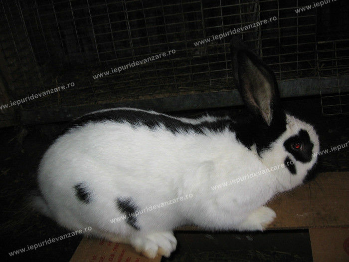 10843164_BWYCCQVZT - IEPURI 2007-2010