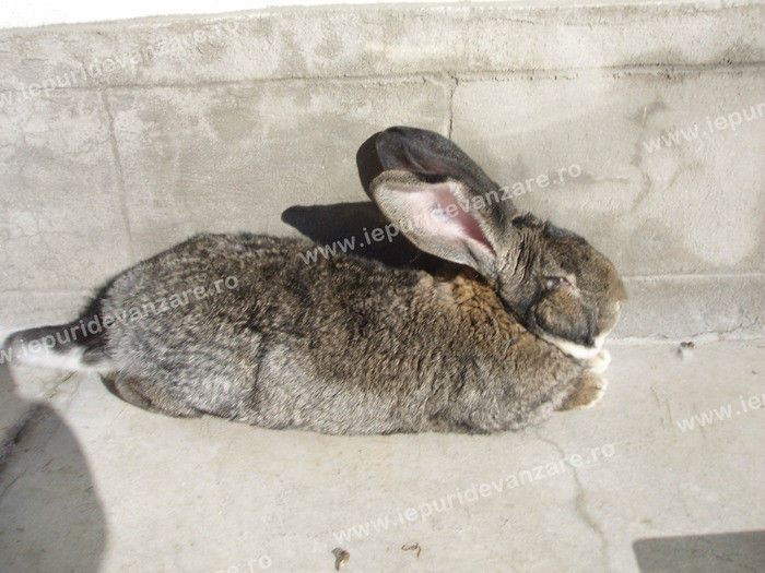 10843456_PZAWUSENX - IEPURI 2007-2010