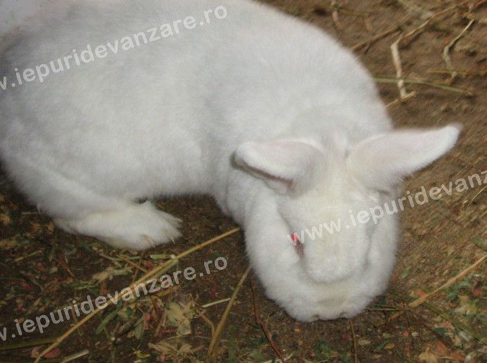 10843506_JHWSTXSGZ - IEPURI 2007-2010