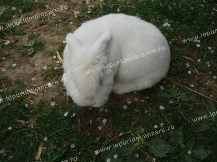 10843518_ABSCTLQCZ - IEPURI 2007-2010