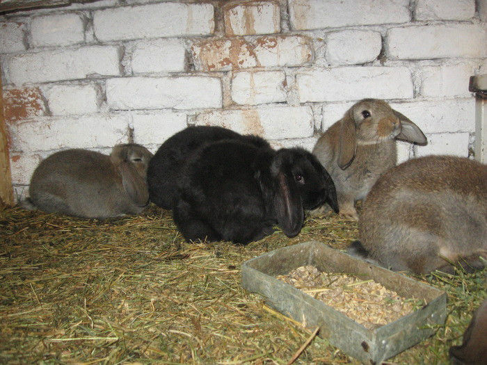 11469317_BZFKSWOAJ - IEPURI 2007-2010