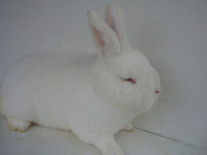 13376339_GSZPJLURT - IEPURI 2007-2010