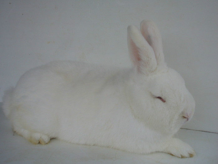 13376356_VEHAEPQCZ - IEPURI 2007-2010