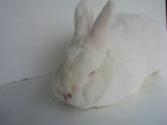 13376585_BDUTBDWLN - IEPURI 2007-2010