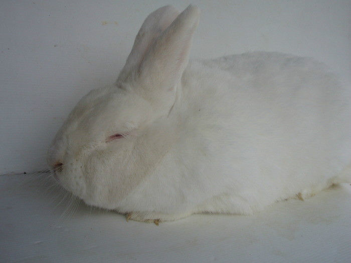 13376598_BYTAQOEHA - IEPURI 2007-2010