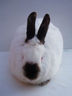 13377996_NIOMIQJYY - IEPURI 2007-2010