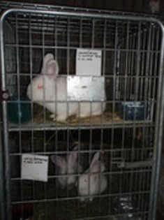 13378890_CXHUFZNWG - IEPURI 2007-2010