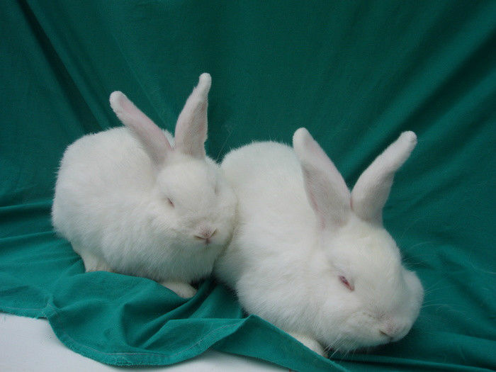 22239579_IEIGRVCRM - IEPURI 2007-2010