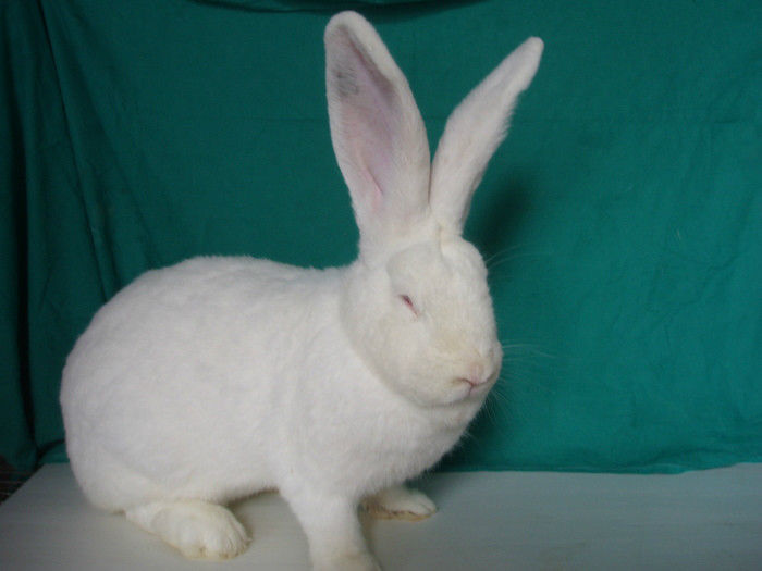 28327738_MVOUMIWTP - IEPURI 2007-2010