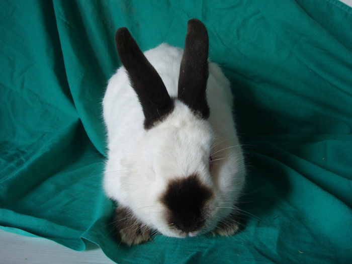 28369180_CPYLWFTBX - IEPURI 2007-2010