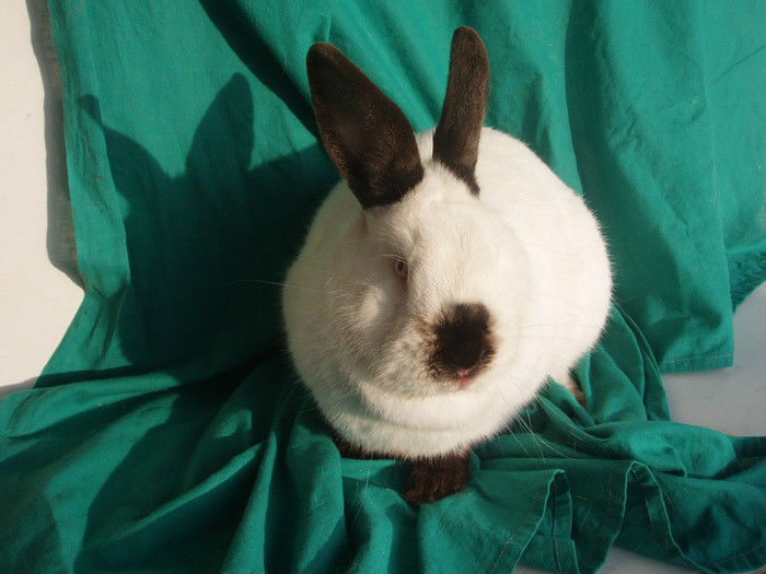 28369441_NHUUJBSEA - IEPURI 2007-2010