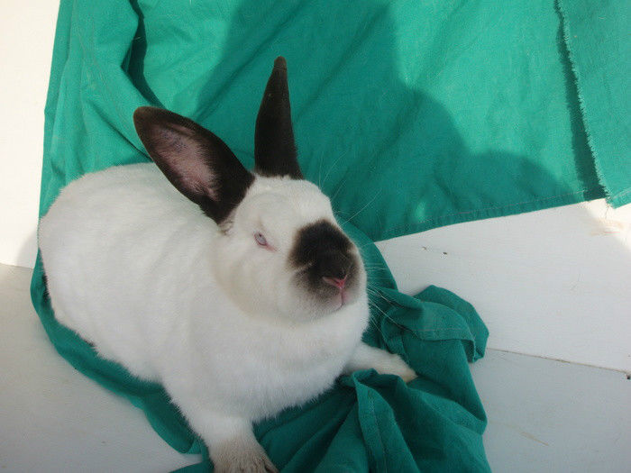 28369884_TKPUDVUKC - IEPURI 2007-2010